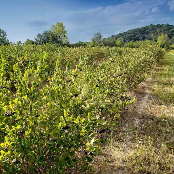 zamio plantáž arónie 55ha