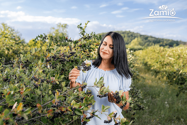 Majiteľka Ing. Harmóciová Zamio s.r.o. ktorá kontroluje plody Arónie na plantáži vo výmere 60 hektárov