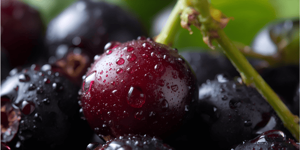 na obrazku su tmave bobule ovocia z Arónie